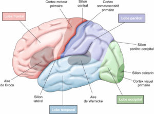 Figure 23.5 Vue latérale de l'hémisphère gauche : le sillon central sépare le lobe frontal en avant du lobe pariétal en arrière. Le cortex moteur primaire est situé en avant du sillon central (gyrus précentral). Les aires de Broca (gyrus frontal inférieur) et de Wernicke (gyrus temporal supérieur) sont situées dans l'hémisphère gauche.