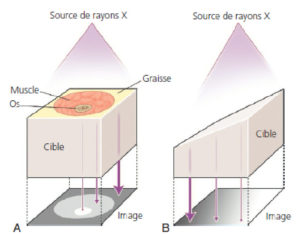 Figure 3.5 Formation de l'image radiographique. A. Effet de la différence de densité des matériaux. Une cible avec trois composants de densités différentes et d'épaisseurs identiques est exposée à un faisceau de rayons X. L'épaisseur des flèches violettes représente l'intensité du faisceau ayant traversé la cible. Noter la relation inversement proportionnelle entre la densité et l'intensité du faisceau transmis. B. Effet de la différence d'épaisseur. Une cible de densité homogène mais d'épaisseur variable est traversée par un faisceau de rayons X. L'épaisseur des flèches violettes représente l'intensité du faisceau de rayons X après traversée de la cible. Noter la relation inversement proportionnelle entre l'épaisseur de la cible et l'intensité du faisceau transmis. Dessin : Cyrille Martinet.