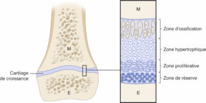 Figure 31.2 Représentation schématique de l'os en croissance. E : épiphyse ; M : métaphyse. Dessin : Cyrille Martinet.