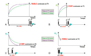 Figure 8.18 Influence du TR et du TE sur la pondération T1 et T2. A. Si le TR est long, bien que certains tissus aient des vitesses de relaxation longitudinale (T1) plus rapides que d'autres, tous les tissus auront récupéré et le contraste T1 sera faible. B. Si le TR est court, les tissus ayant des vitesses de relaxation longitudinale (T1) différentes seront bien séparés et le contraste T1 sera important. C. Si le TE est long, les tissus ayant des vitesses de décroissance de l'aimantation transversale (T2) différentes auront le temps d'être bien séparés et le contraste T2 sera important. D. Si le TE est court, bien que certains tissus aient des vitesses de décroissance de l'aimantation transversale (T2) plus rapides que d'autres, ces différences n'auront pas le temps de s'exprimer et le contraste T2 sera faible.