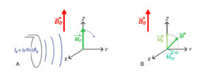 Figure 8.4 Excitation radiofréquence. L'application d'une onde électromagnétique à la fréquence de Larmor f0 bascule l'aimantation vers le plan transverse (A) ; l'aimantation écartée de sa position d'équilibre peut être décrite par ses composantes transversale Mxy et longitudinale Mz (B).