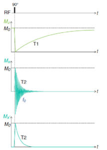 Figure 8.6 Évolution temporelle des projections de M sur z (composante longitudinale) et sur x (composante transversale) pendant et après une excitation RF de 90°. Mx′ est la projection sur l'axe x′ du repère de Larmor qui tourne autour de z à la fréquence f0.