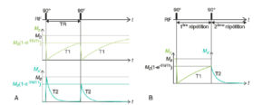 Figure 8.7 Évolution temporelle des composantes Mz et Mx′ lorsqu'une 2e excitation de 90° est appliquée après un délai TR. Juste après la 2e excitation, Mx′ décroît selon une exponentielle en T2 à partir de la valeur M0(1-e(-TR/T1)) (A) ; la relaxation transversale d'une répétition dépend donc de la relaxation longitudinale de la répétition précédente (B).